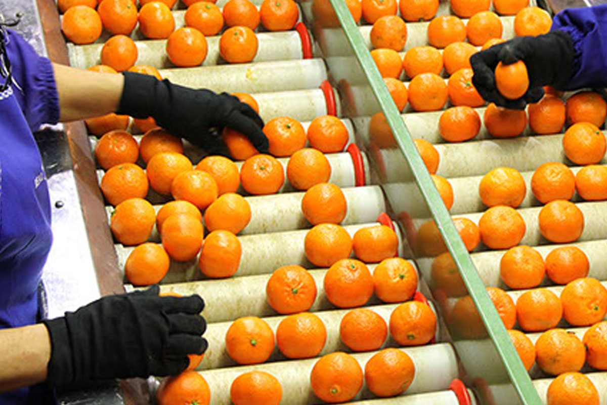 Centros de envasado y procesado