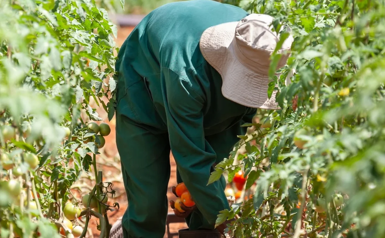 Productores y cooperativas agroalimentarias